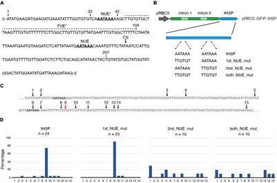 Identification of a Transferrable Terminator Element That Inhibits Small RNA Production and Improves Transgene Expression Levels